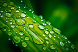 leaf droplets, photo credit: Michael Gaida, pixabay