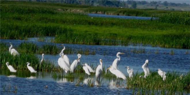 wetland with birds