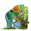 Cartoon lady picking grapes