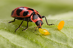 Lady Bug