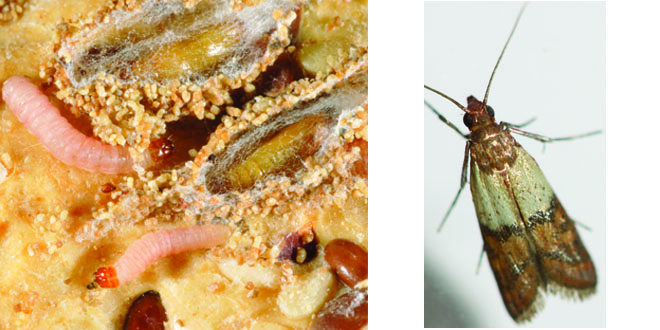 larva and moth, photo credit, respectively: Tim Gibb, Purdue Entomology, Texas A&M Urban Entomology