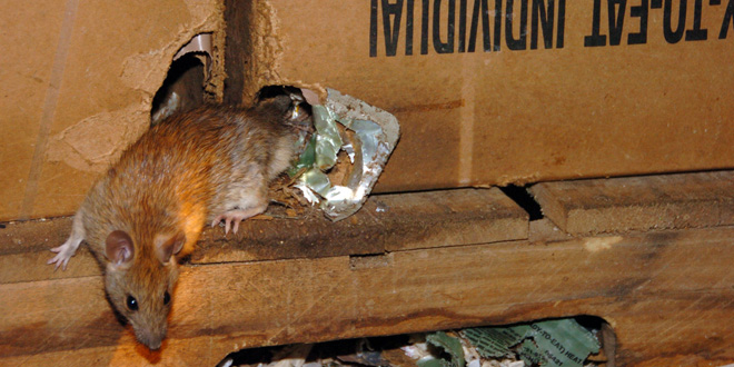 rat, photo credit: Maj. Bobby Hart, Department of Defense