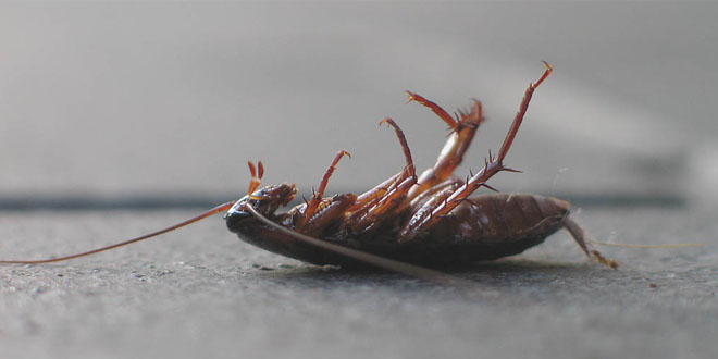dead cockroach