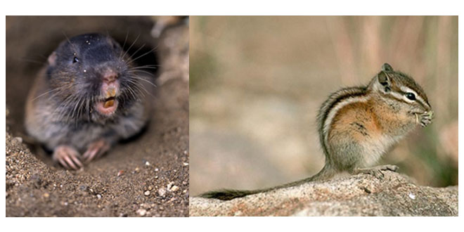 rat