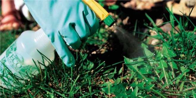 spraying a weed in lawn