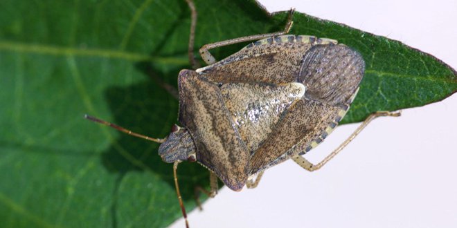 stink bug