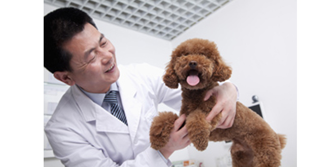 vet with dog