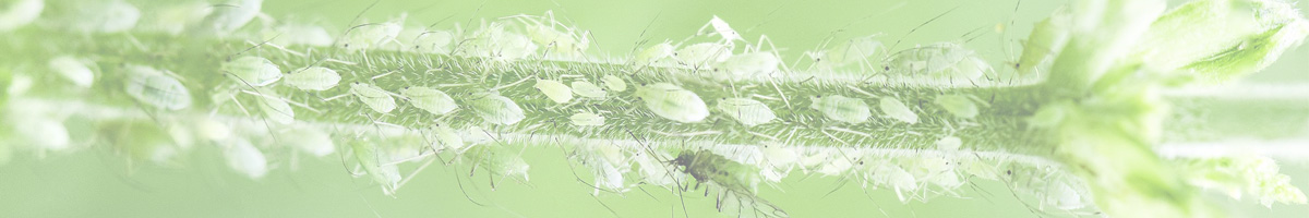 aphids, photo credit: Ron van den Berg, pixabay