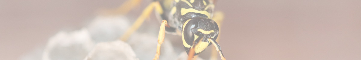 wasp and nest, photo credit: Roland Steinmann, pixabay